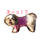 シーズー犬いちごのスタンプ 2（個別スタンプ：16）