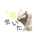 REO CAT stamp（個別スタンプ：3）