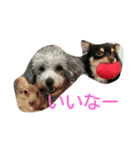 かわいい犬達スタンプ（個別スタンプ：8）