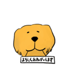 Japan Golden Retrievers stamps（個別スタンプ：3）