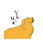 Japan Golden Retrievers stamps（個別スタンプ：7）