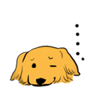 Japan Golden Retrievers stamps（個別スタンプ：16）