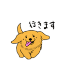 Japan Golden Retrievers stamps（個別スタンプ：20）