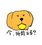 Japan Golden Retrievers stamps（個別スタンプ：21）