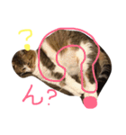 可愛い猫ちゃんスタンプ 〈仕事の返答〉（個別スタンプ：31）