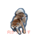 柴犬もか（個別スタンプ：2）