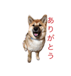 柴犬もか（個別スタンプ：9）