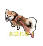 柴犬もか（個別スタンプ：12）