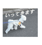 マルチーズの一日（2）（個別スタンプ：5）