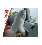 マルチーズの一日（2）（個別スタンプ：12）