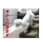 マルチーズの一日（2）（個別スタンプ：13）