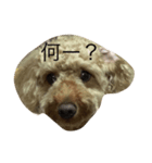 愛犬 シュガー（個別スタンプ：3）