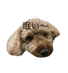 愛犬 シュガー（個別スタンプ：4）