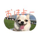 犬のアロハライフ（個別スタンプ：7）