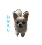 犬のアロハライフ（個別スタンプ：9）