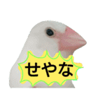 白文鳥のおいりちゃん2（個別スタンプ：2）