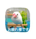 白文鳥のおいりちゃん2（個別スタンプ：3）