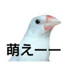 白文鳥のおいりちゃん2（個別スタンプ：4）