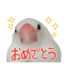 白文鳥のおいりちゃん2（個別スタンプ：5）