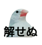 白文鳥のおいりちゃん2（個別スタンプ：10）