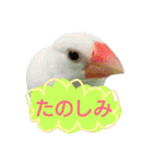 白文鳥のおいりちゃん2（個別スタンプ：16）