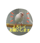 白文鳥のおいりちゃん2（個別スタンプ：18）