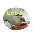 白文鳥のおいりちゃん2（個別スタンプ：19）