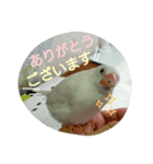 白文鳥のおいりちゃん2（個別スタンプ：20）