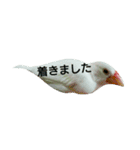 白文鳥のおいりちゃん2（個別スタンプ：21）