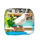 白文鳥のおいりちゃん2（個別スタンプ：24）