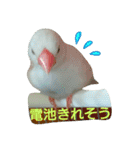 白文鳥のおいりちゃん2（個別スタンプ：25）