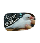 白文鳥のおいりちゃん2（個別スタンプ：30）