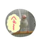 白文鳥のおいりちゃん2（個別スタンプ：31）