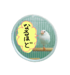 白文鳥のおいりちゃん2（個別スタンプ：35）