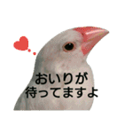 白文鳥のおいりちゃん2（個別スタンプ：39）