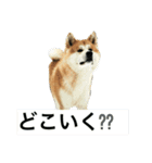 akitas（個別スタンプ：1）