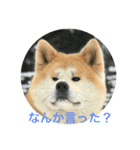 akitas（個別スタンプ：2）