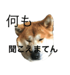 akitas（個別スタンプ：14）