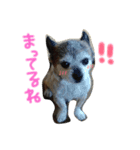 愛犬ひゃん太（個別スタンプ：3）