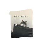 猫！！！！（個別スタンプ：1）