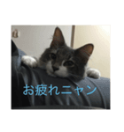 猫！！！！（個別スタンプ：3）