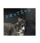 猫！！！！（個別スタンプ：5）