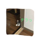 猫！！！！（個別スタンプ：6）