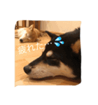 柴犬 こはくとくるみ（個別スタンプ：18）