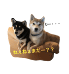 柴犬 こはくとくるみ（個別スタンプ：21）