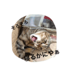 猫スタンプろー＆シャロン（個別スタンプ：3）