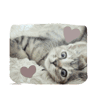 猫スタンプろー＆シャロン（個別スタンプ：4）