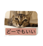 猫スタンプろー＆シャロン（個別スタンプ：6）