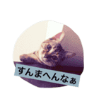 猫スタンプろー＆シャロン（個別スタンプ：7）