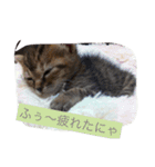 猫スタンプろー＆シャロン（個別スタンプ：8）